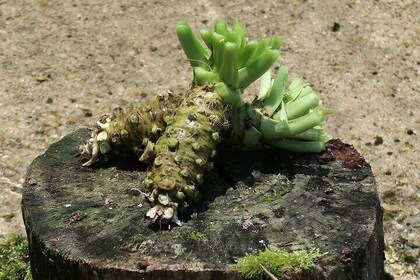 Exclusive Wasabi Harvesting, Soba Lunch and Matsumoto Castle Tour