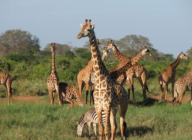 Safari สี่วันสู่ Amboseli และ Tsavo