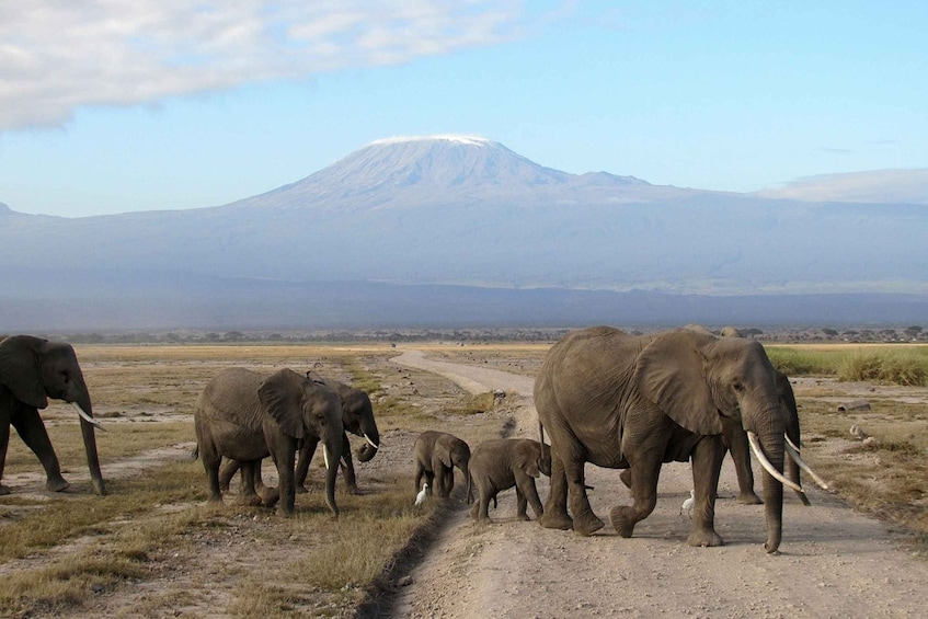 Picture 1 for Activity Four-Day Safari to Amboseli and Tsavo