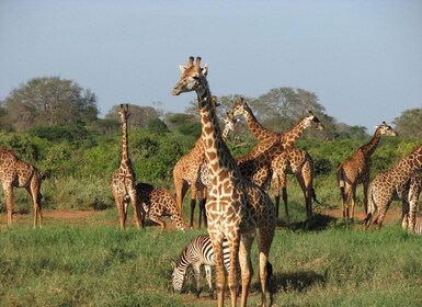 Fyra dagars safari till Amboseli och Tsavo