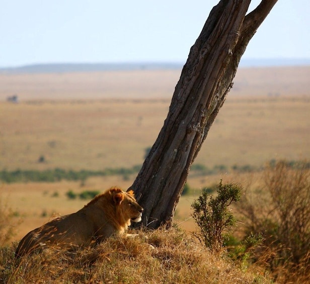 Picture 3 for Activity Four-Day Safari to Amboseli and Tsavo