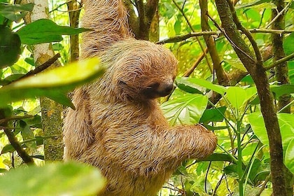 Sloth tour, Coffee, Chocolate and Tons of Wildlife