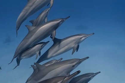 Swim With Wild Dolphins and South Tour with Lunch