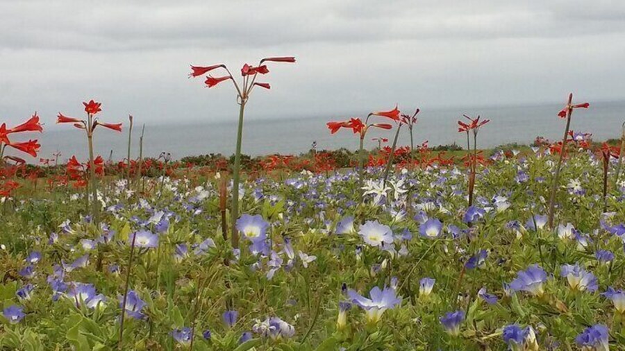 La Serena to Llanos de Challe Desert Tour 2025