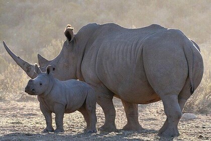 Aquila Safari Tour Full Day