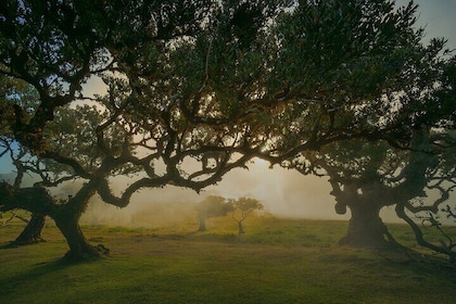 Madeira: Premium All-inclusive Eco Tour