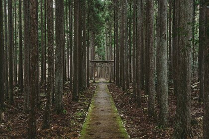 From Bamboo to Hidden Shrines: Kyoto’s Private Escape Tour by Car