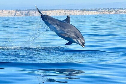 Dolphin Expedition Shared Speedboat tour with Biologist guide