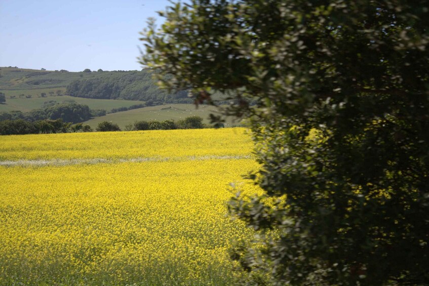 Picture 8 for Activity From Bournemouth: Jurassic Coast & Isle of Purbeck Day Tour