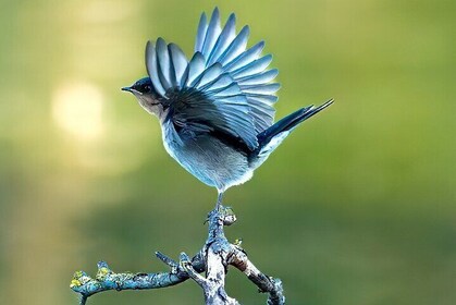 From Adelaide: Ultimate SA Birding & Nature Discovery Tour