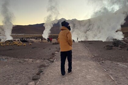 San Pedro Atacama Geyser Day Trip