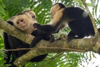 MONKEY PARK Guided Hiking Trails