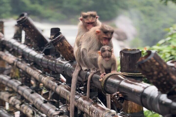 Athirappilly Waterfalls Day Trip from Kochi with Transfers