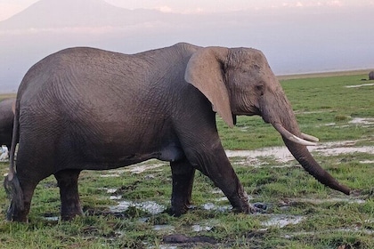 Two Days Guided Amboseli Tour