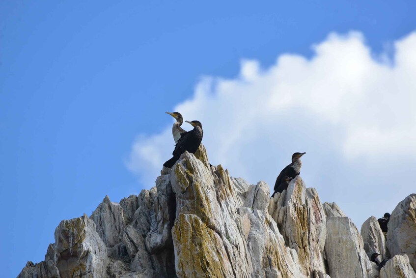 Picture 4 for Activity Knysna: Marine Life & Garden Route Coastline Tour