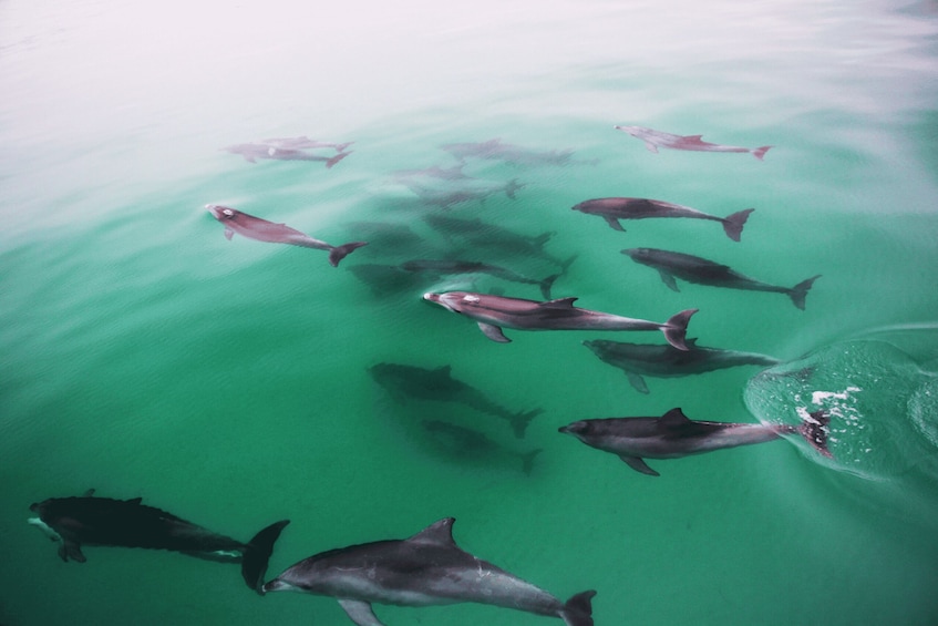 Picture 2 for Activity Adelaide: 3.5-Hour Swimming with Dolphins Experience