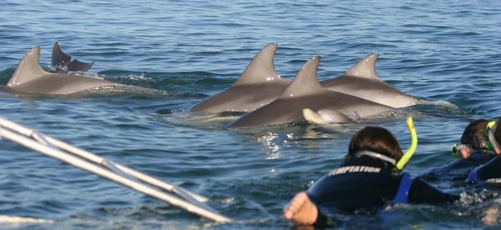 Picture 3 for Activity Adelaide: 3.5-Hour Swimming with Dolphins Experience