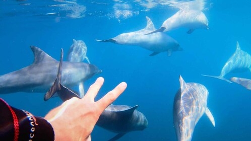 Adélaïde : 3,5 heures de nage avec les dauphins