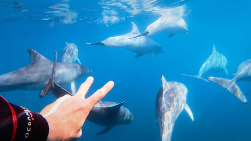 Adelaida: experiencia de natación con delfines de 3,5 horas