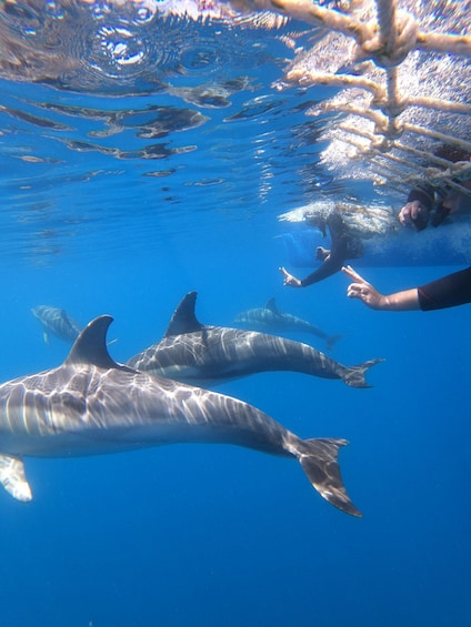 Picture 11 for Activity Adelaide: 3.5-Hour Swimming with Dolphins Experience