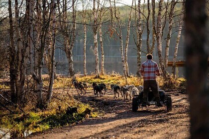 Autumn Husky Experience with Cart Ride and Photographer