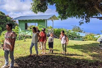 Hala Tree Coffee Farm Tour