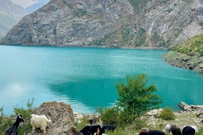 Tashkent Tour at Amirsoy, Chimgan Mountains and Charvak lake