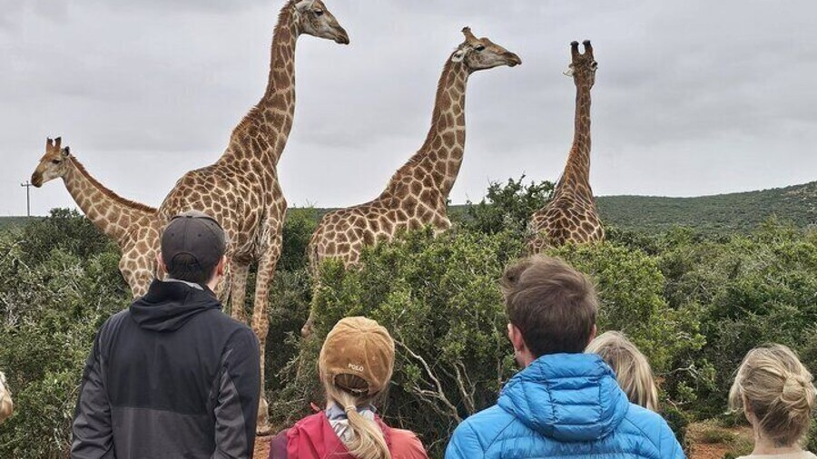 Walk with Giraffes and Game Drive Adventures