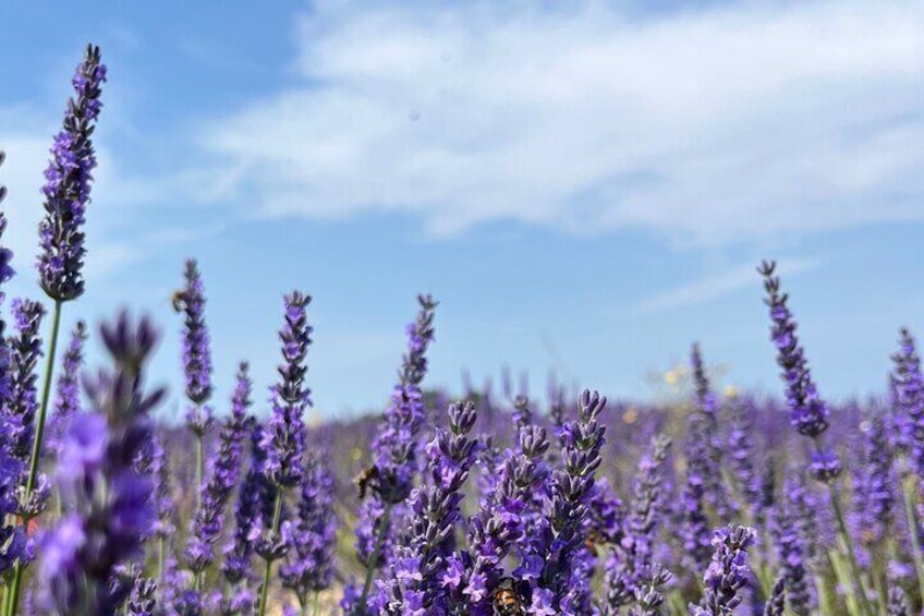 Bees in flowers