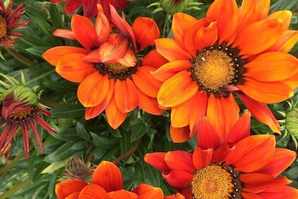 Discover Santa Monica’s Lush Gardens, Trees & Neighborhoods