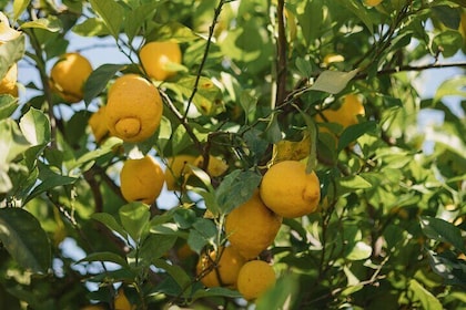Lemons and Olive Oil Experience the True Mediterranean Diet