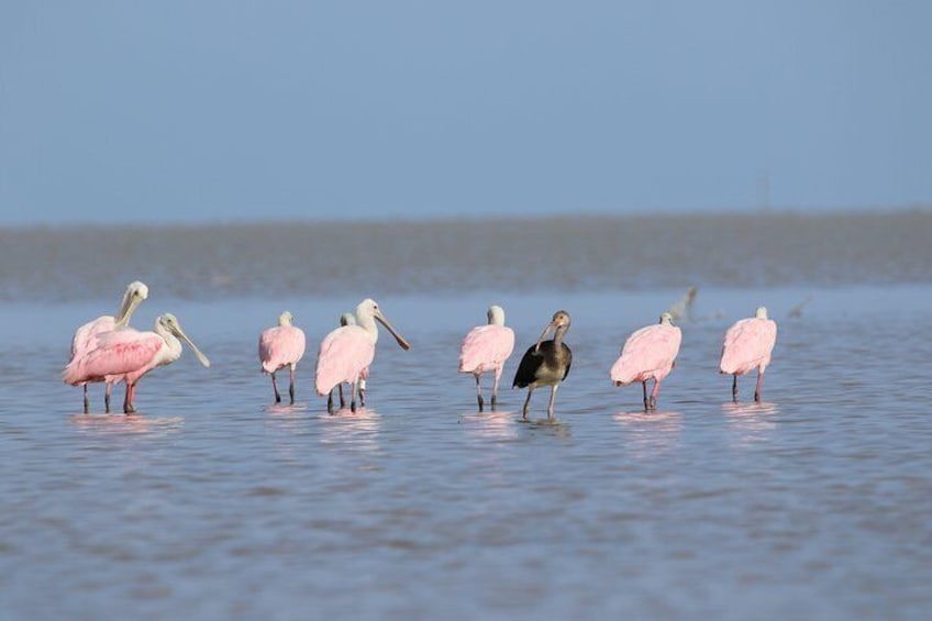 Full-Day Kayak Adventure in the Everglades