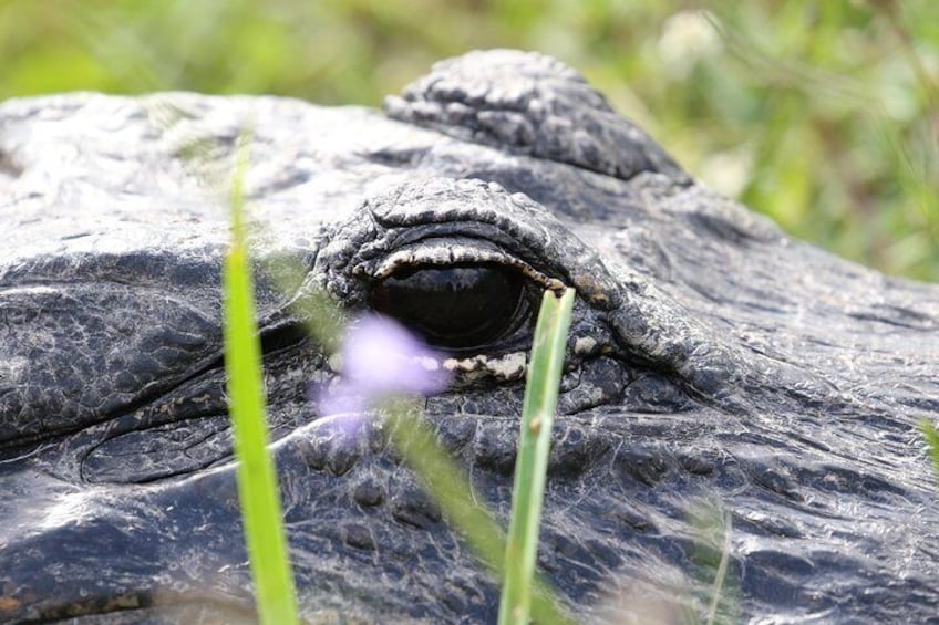 Full-Day Kayak Adventure in the Everglades