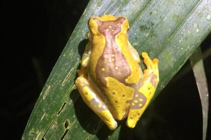 MONKEY PARK Nocturnal Rainforest Adventure
