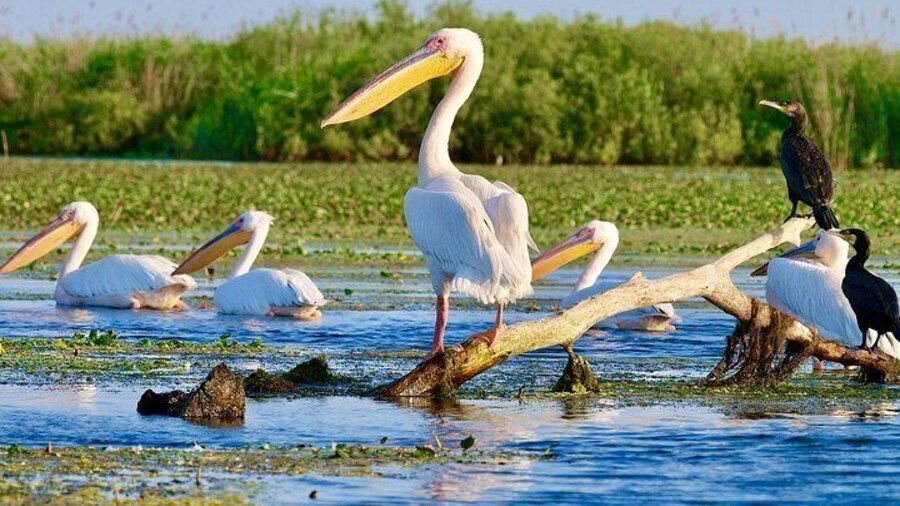 2 Days Private Tour from Bucharest to Black See and Danube Delta