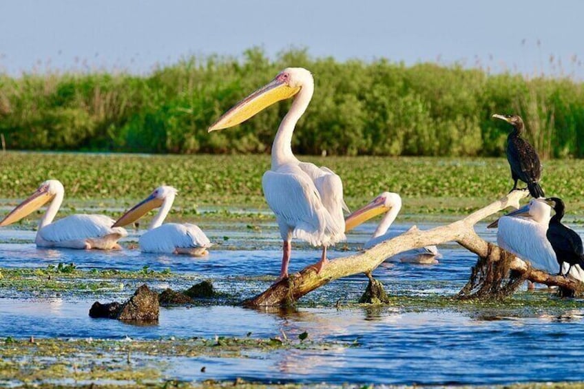 2 Days Private Tour from Bucharest to Black See and Danube Delta