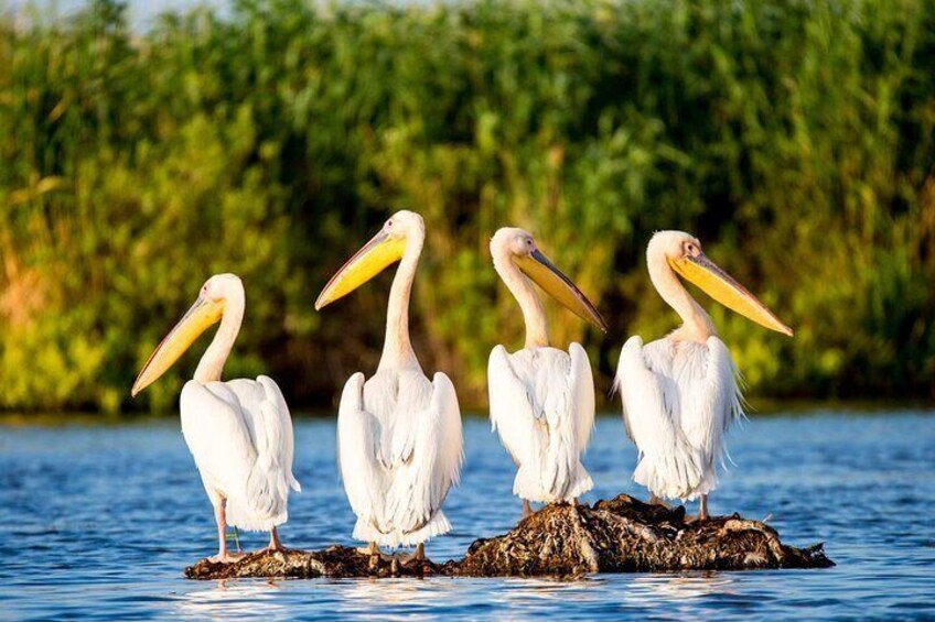 2 Days Private Tour from Bucharest to Black See and Danube Delta