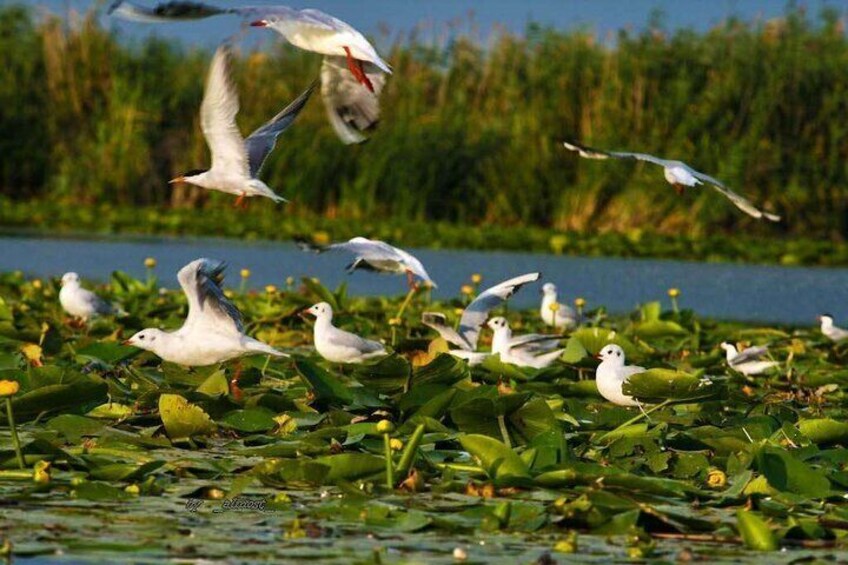 Explore Danube Delta and Black See in 2 Day Private Tour from Bucharest