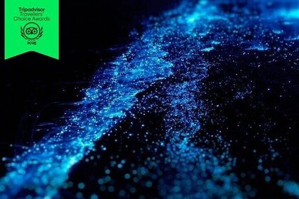 Bioluminescence Cocos Tours