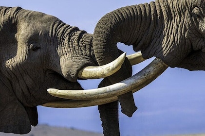 3 Days Masai Mara Luxury package