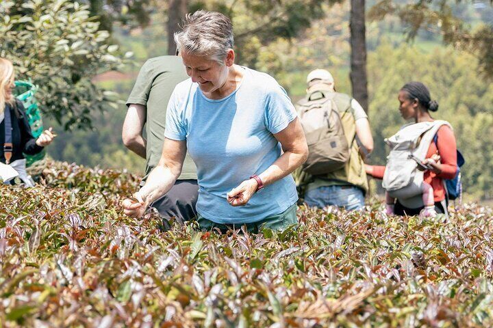 A guest picking purple tea at Gatura Purple Tea Farm in Nyeri, Kenya