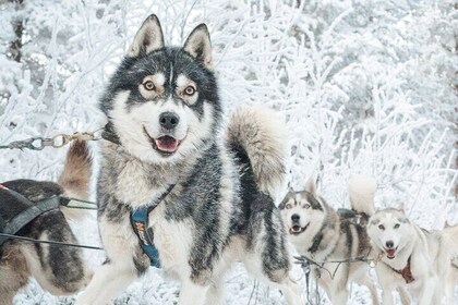 Experience Husky Safari from Rovaniemi