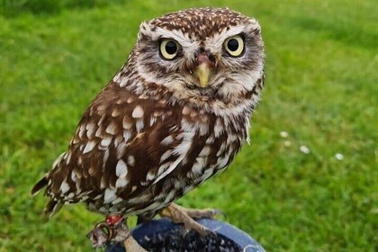 Bespoke Full-Day Falconry and Giant's Causeway Tour from Belfast