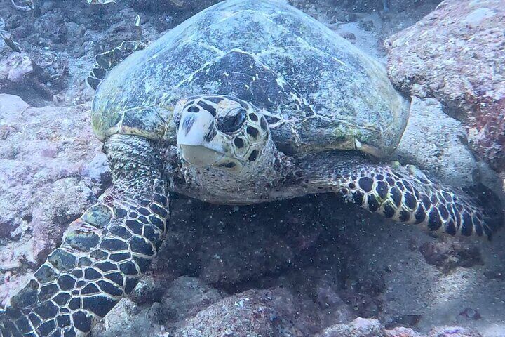 One of the residents of Green Turtle dive site