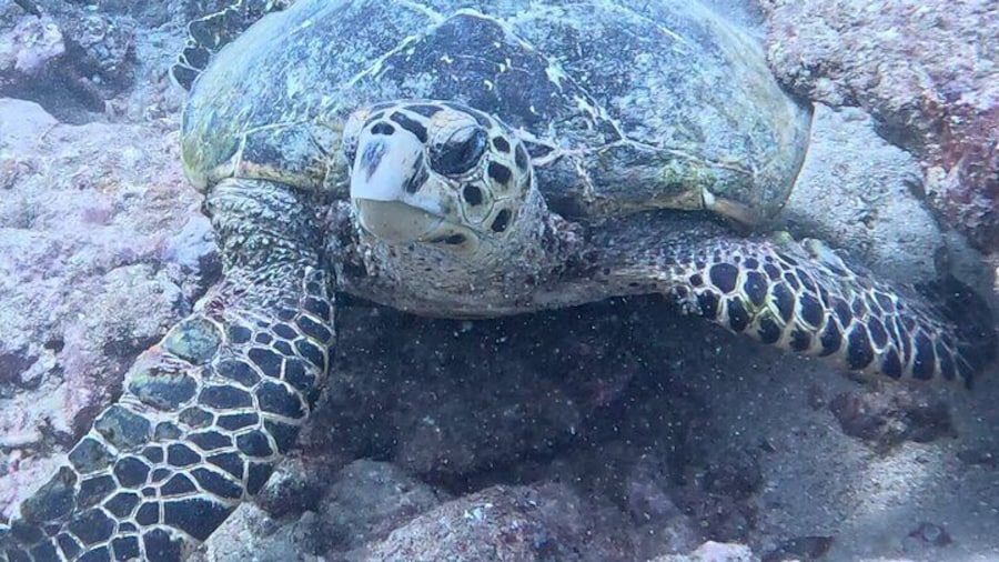 One of the residents of Green Turtle dive site