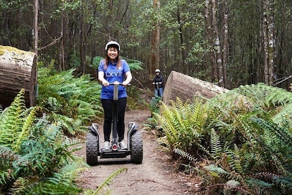 Launceston: Hollybank Treetops Adventures - Segway Tour