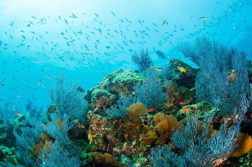 Beautiful coral reef of Cabo Pulmo