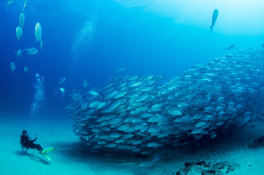 Person diving in Cabo Pulmo

