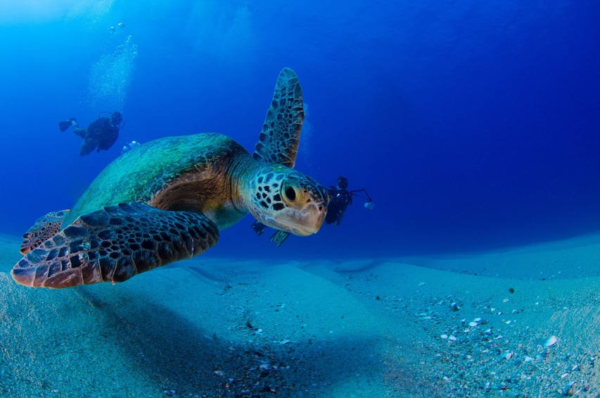 Cabo Pulmo 2-Tank Certified Dive