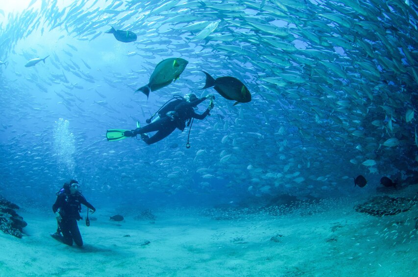 Cabo Pulmo 2-Tank Certified Dive